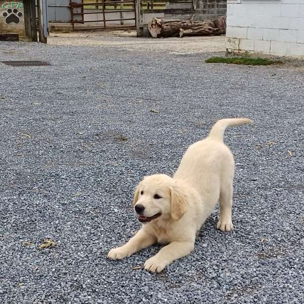 Ava, English Cream Golden Retriever Puppy